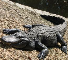 Gator Sunning